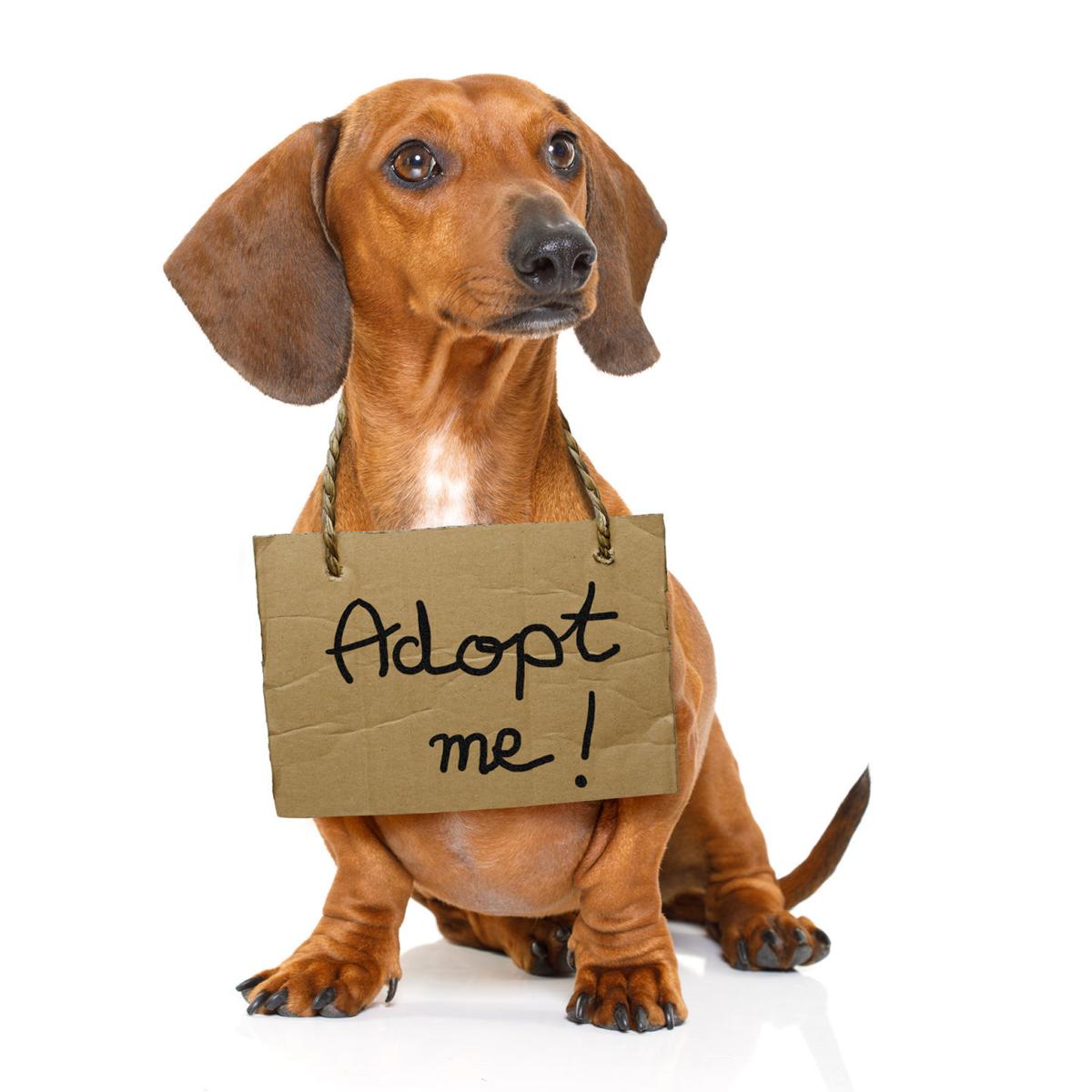 Adoption