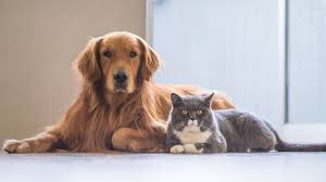 Pet 2
